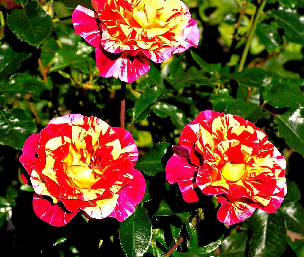 OLYMPUS DIGITAL CAMERA