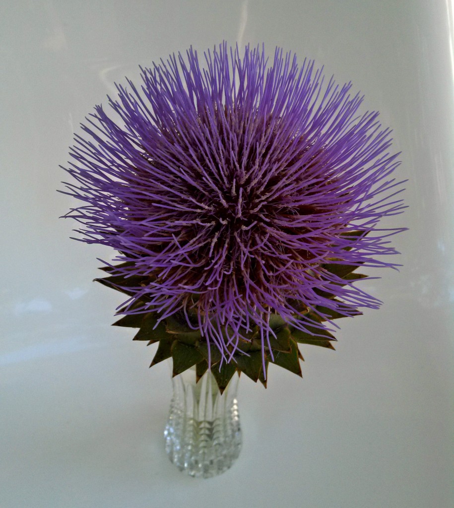 Artichoke_Flower
